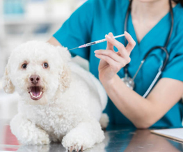 dog vaccinations in Short Pump