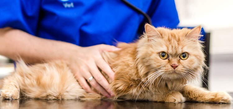 pet emergency operation in Mount Vernon
