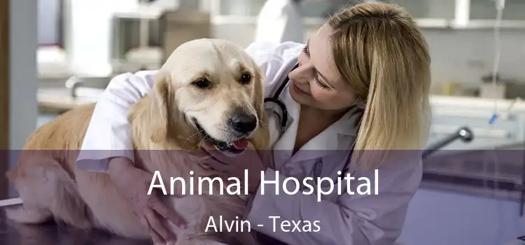 Animal Hospital Alvin - Texas