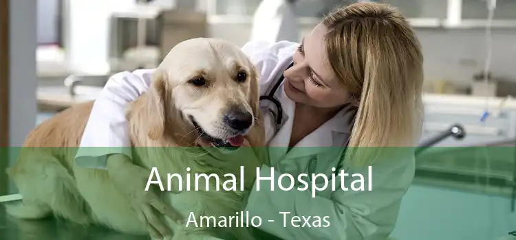 Animal Hospital Amarillo - Texas