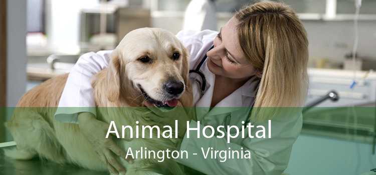 Animal Hospital Arlington - Virginia