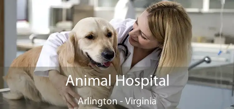 Animal Hospital Arlington - Virginia