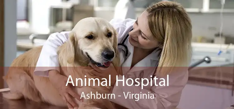 Animal Hospital Ashburn - Virginia