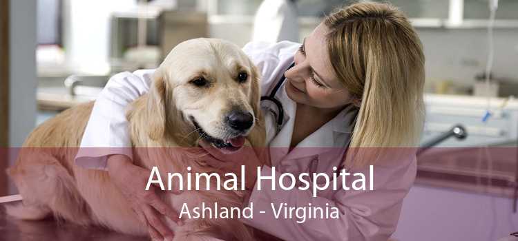 Animal Hospital Ashland - Virginia