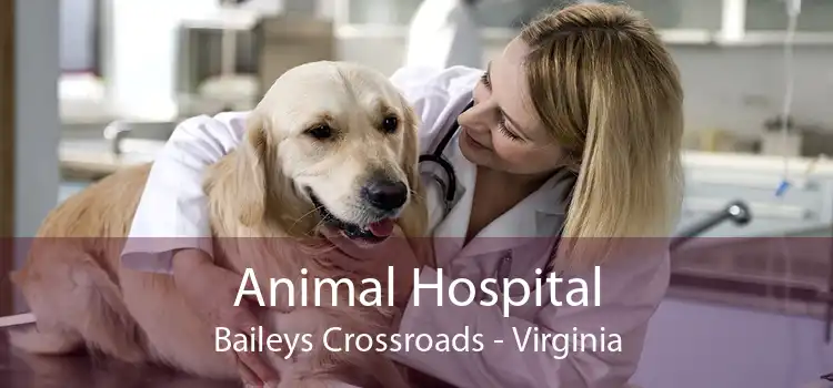 Animal Hospital Baileys Crossroads - Virginia