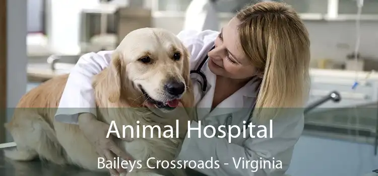 Animal Hospital Baileys Crossroads - Virginia