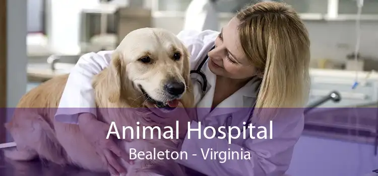 Animal Hospital Bealeton - Virginia