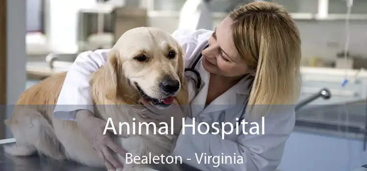 Animal Hospital Bealeton - Virginia