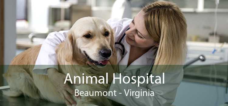 Animal Hospital Beaumont - Virginia