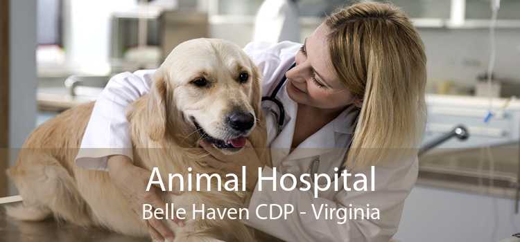 Animal Hospital Belle Haven CDP - Virginia