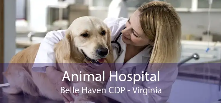 Animal Hospital Belle Haven CDP - Virginia