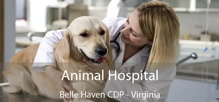 Animal Hospital Belle Haven CDP - Virginia