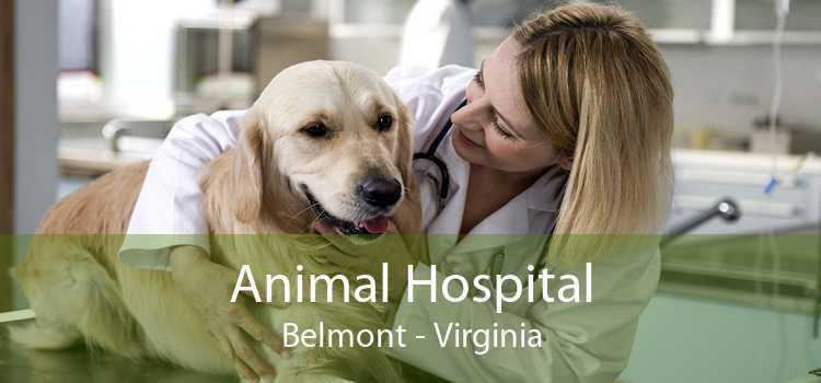 Animal Hospital Belmont - Virginia