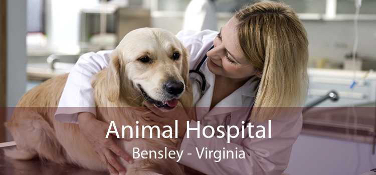 Animal Hospital Bensley - Virginia
