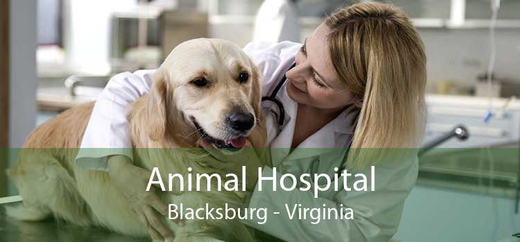 Animal Hospital Blacksburg - Virginia