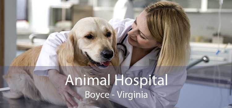 Animal Hospital Boyce - Virginia