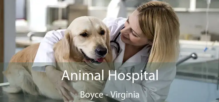 Animal Hospital Boyce - Virginia