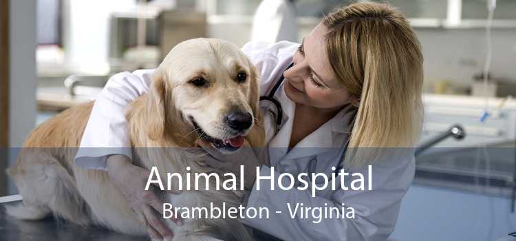 Animal Hospital Brambleton - Virginia