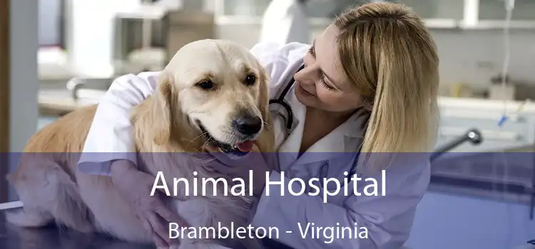 Animal Hospital Brambleton - Virginia