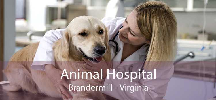 Animal Hospital Brandermill - Virginia