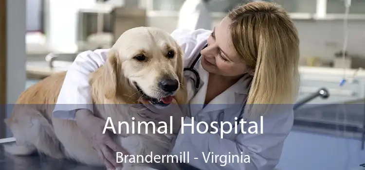 Animal Hospital Brandermill - Virginia