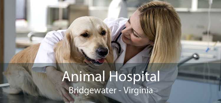 Animal Hospital Bridgewater - Virginia