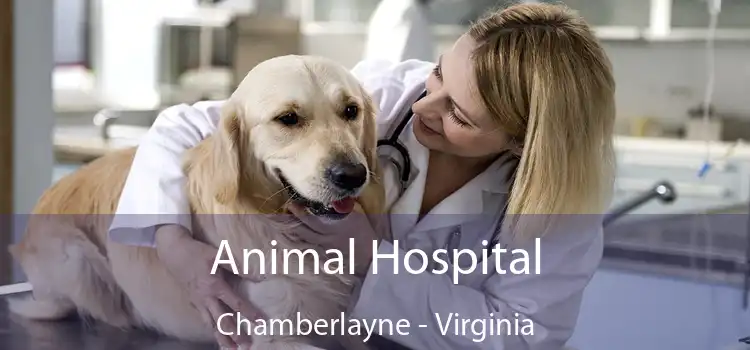 Animal Hospital Chamberlayne - Virginia