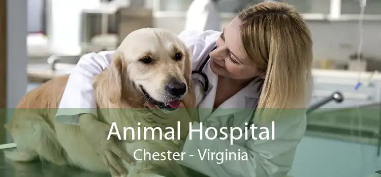 Animal Hospital Chester - Virginia