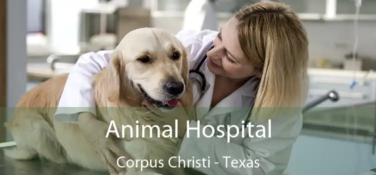 Animal Hospital Corpus Christi - Texas