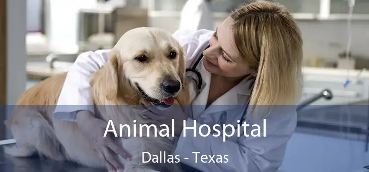 Animal Hospital Dallas - Texas