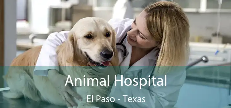 Animal Hospital El Paso - Texas