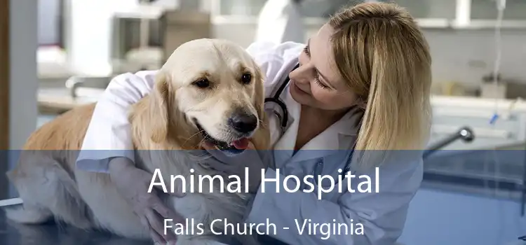 Animal Hospital Falls Church - Virginia