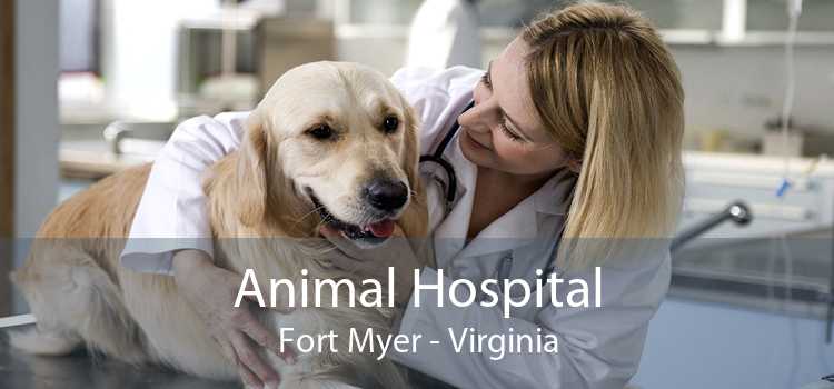Animal Hospital Fort Myer - Virginia