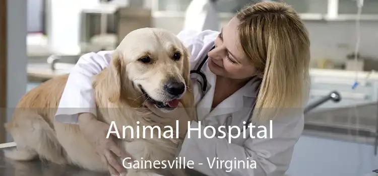 Animal Hospital Gainesville - Virginia