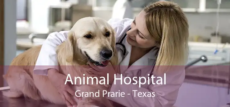 Animal Hospital Grand Prarie - Texas