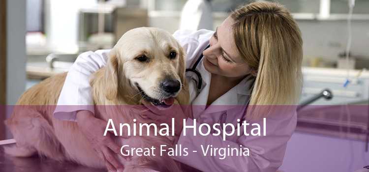 Animal Hospital Great Falls - Virginia