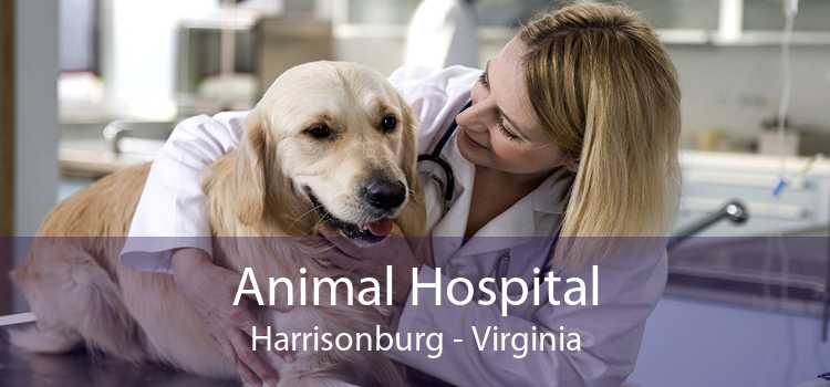 Animal Hospital Harrisonburg - Virginia