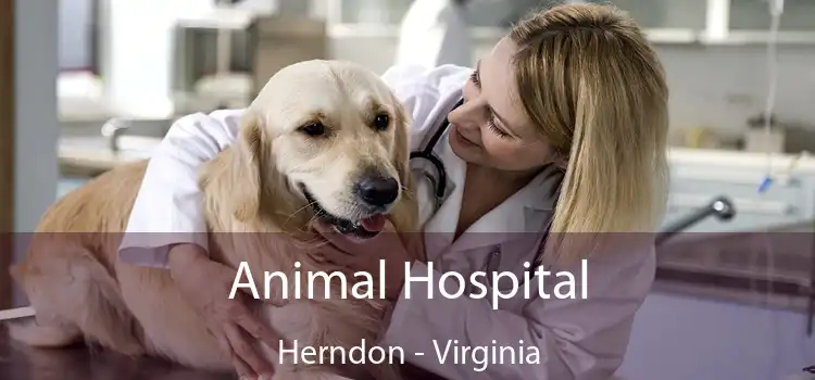 Animal Hospital Herndon - Virginia