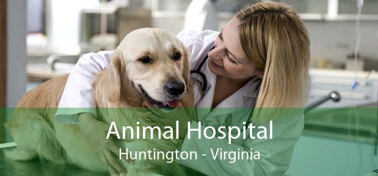 Animal Hospital Huntington - Virginia