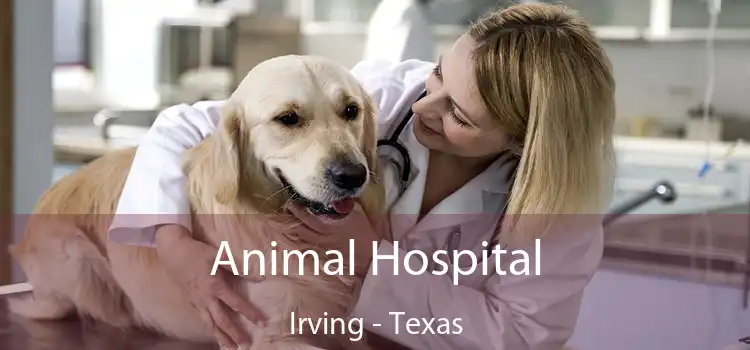 Animal Hospital Irving - Texas