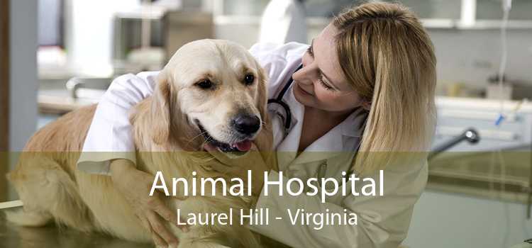 Animal Hospital Laurel Hill - Virginia