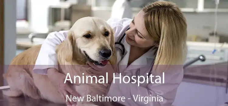 Animal Hospital New Baltimore - Virginia