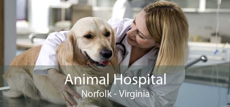 Animal Hospital Norfolk - Virginia