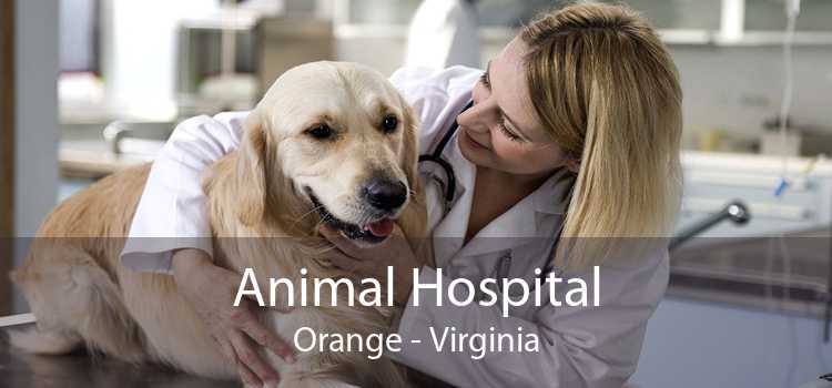 Animal Hospital Orange - Virginia