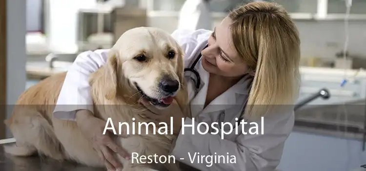 Animal Hospital Reston - Virginia