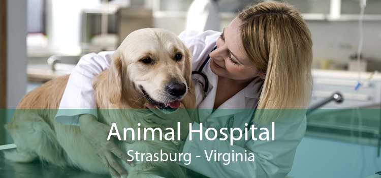 Animal Hospital Strasburg - Virginia