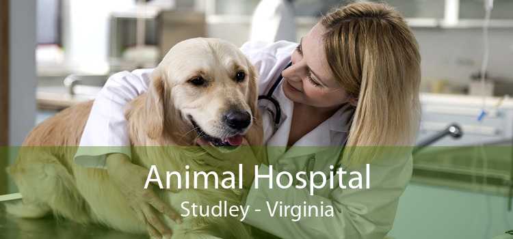 Animal Hospital Studley - Virginia