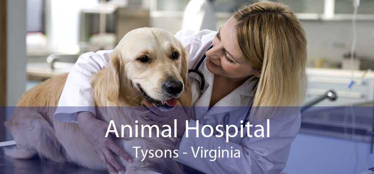 Animal Hospital Tysons - Virginia