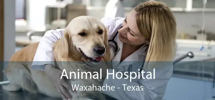 Animal Hospital Waxahache - Texas
