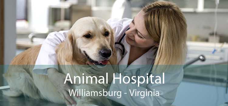 Animal Hospital Williamsburg - Virginia